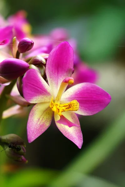 Fiori di orchidea macinati nella foresta pluviale tropicale — Foto Stock