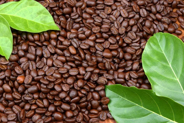 Coffee bean on wood background — Stock Photo, Image