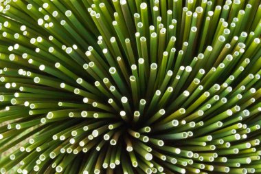 Tay papirüs (typha iğde)