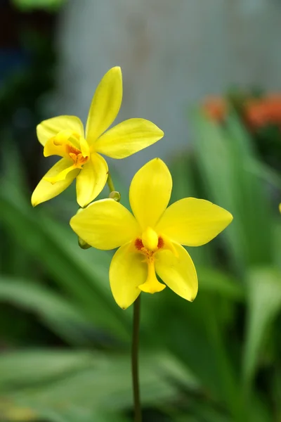 Fleurs d'orchidées au sol dans la forêt tropicale humide — Photo