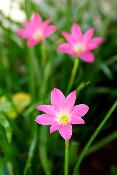 Hermosa flor de lirio de lluvia. Zephyranthes Lirio, Lirio de hadas, Littl —  Fotos de Stock