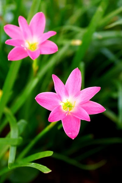 Vackra regn lily flower. zephyranthes lilja, fairy lily, lilla — Stockfoto