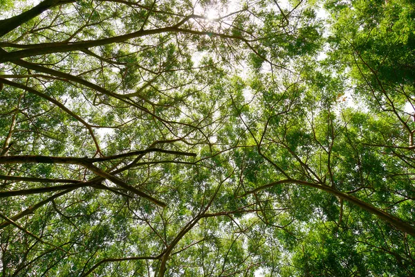 Bäume des grünen Sommerwaldes — Stockfoto