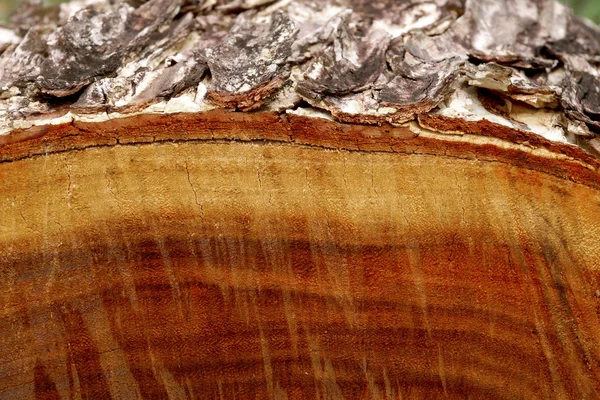 Schöne Oberflächenmuster in der Branche. — Stockfoto