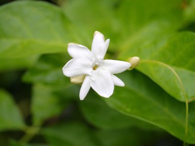 Beyaz Yasemin çiçeği