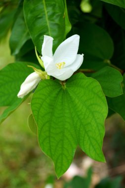 karlı orkide ağaç (bauhinia acuminata l.)