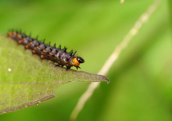 Schwarzer Stachelwurm auf dem Blatt. — Stockfoto