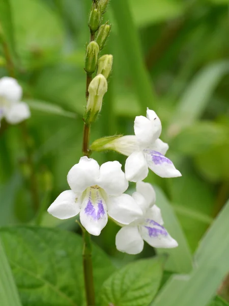 Vit blomma i asystasia gangetica (l.) t. anders. — Stockfoto