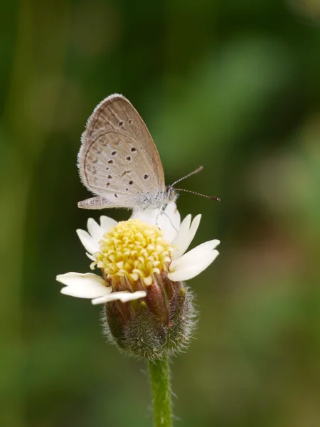 Pillangó neve "fű halvány kék (zizeeria maha)" a levelek. — Stock Fotó