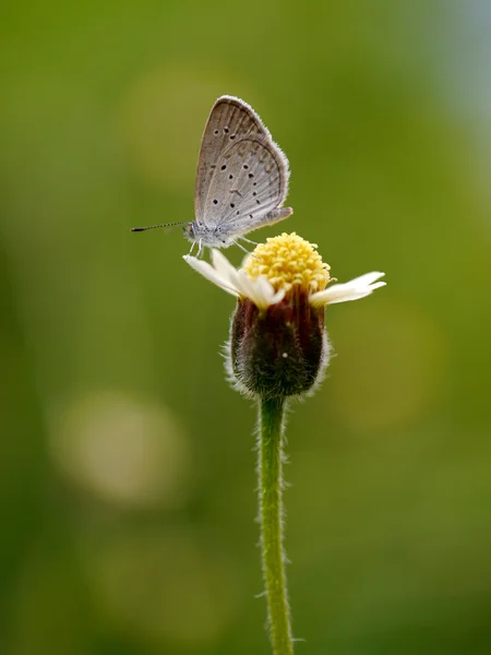 Nombre de la mariposa "Pale Grass Blue (Zizeeria maha)" en hojas . — Foto de Stock