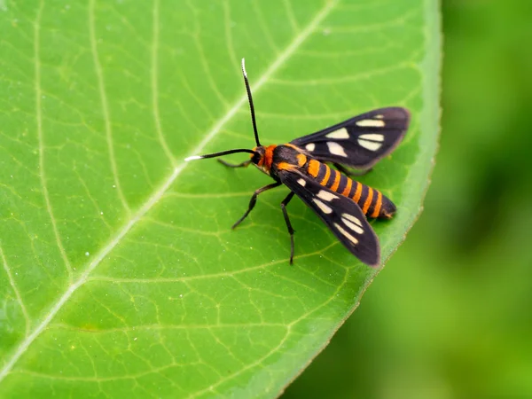 Schwarzer Schmetterling auf einem Blatt. — Stockfoto