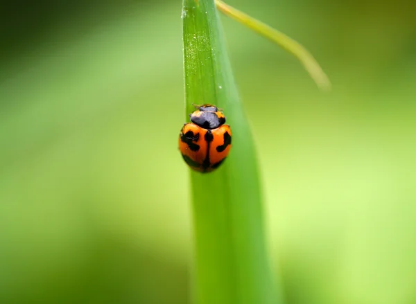 Insecta: Coleoptera: Coccinellidae — Stock Photo, Image