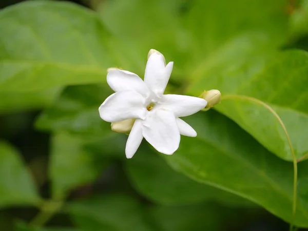 Flor de jasmim branca — Fotografia de Stock