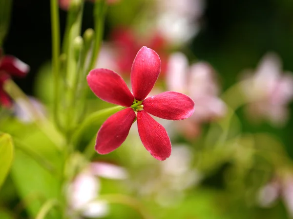 红色和粉红色的花的使君子. — 图库照片
