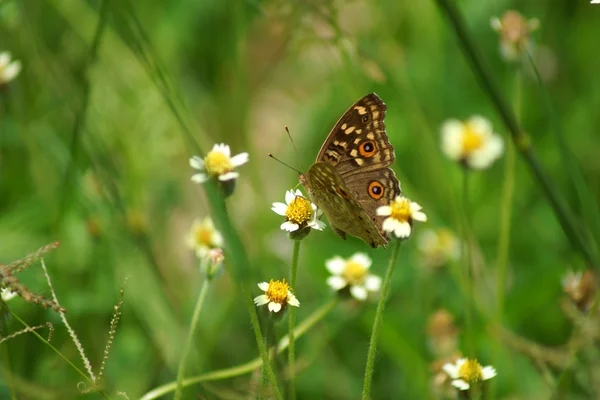 Pillangó repül a természetben reggel. — Stock Fotó
