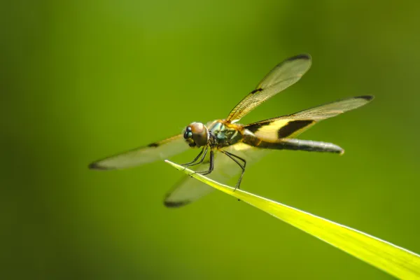 Libélula en una brizna de hierba. — Foto de Stock