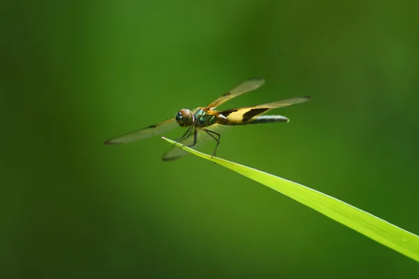 Libelle op een grassprietje. — Stockfoto