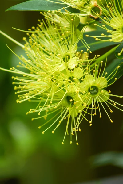 Gouden penda bloem (xanthostemon chrysanthus) — Stockfoto