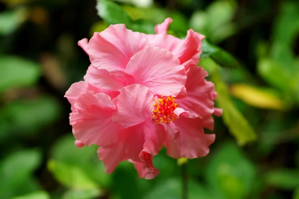 Hibisco sosa chinensis — Fotografia de Stock