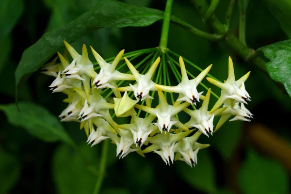 Bella hoya multiflora fioritura — Foto Stock