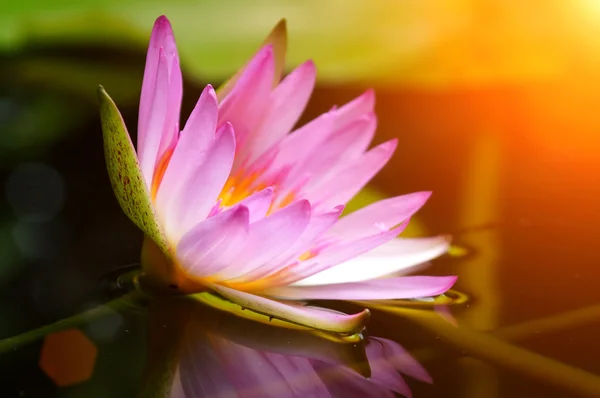 Roze waterlelie en reflectie in een vijver. — Stockfoto