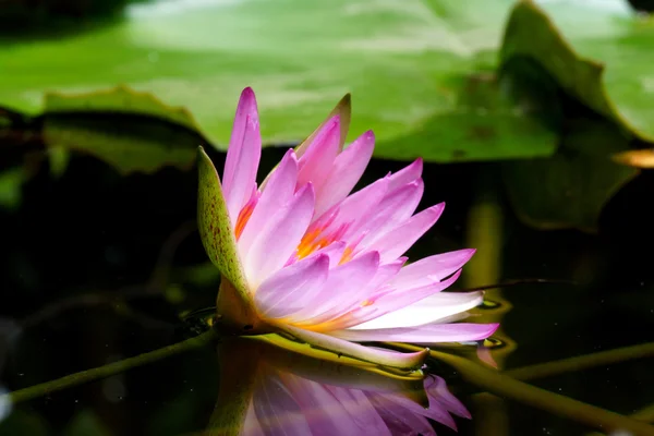 Roze waterlelie en reflectie in een vijver. — Stockfoto