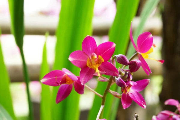 Flores de orquídea moídas na floresta tropical — Fotografia de Stock