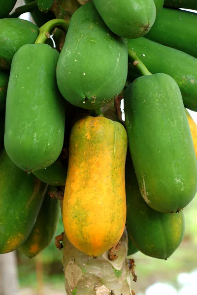 Papaya on plant — Stock Photo, Image