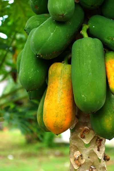 Papaya on plant — Stock Photo, Image