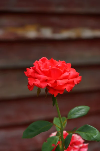 Rosa roja. —  Fotos de Stock