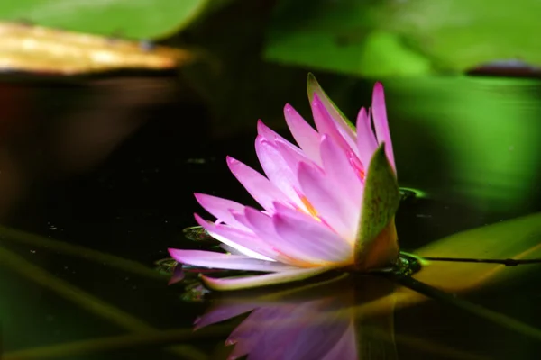 Roze waterlelie en reflectie in een vijver. — Stockfoto