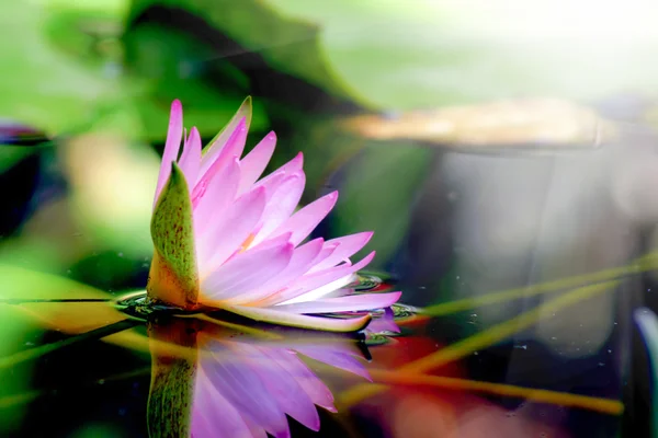 Rosa Seerose und Spiegelung in einem Teich. — Stockfoto