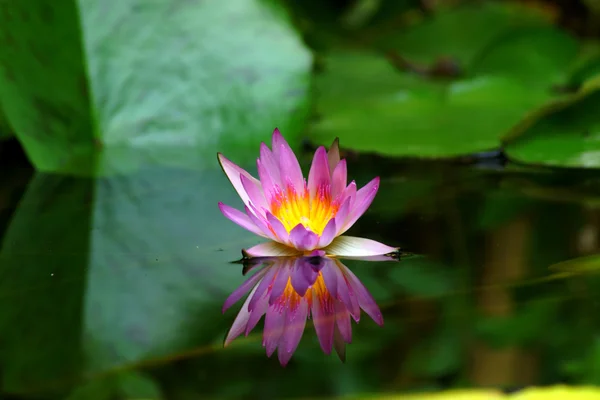 ピンクの睡蓮と池の反射. — ストック写真