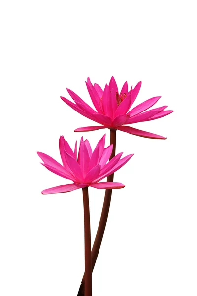 Pink lotus blossoms or water lily flowers blooming isolate on wh — Stock Photo, Image