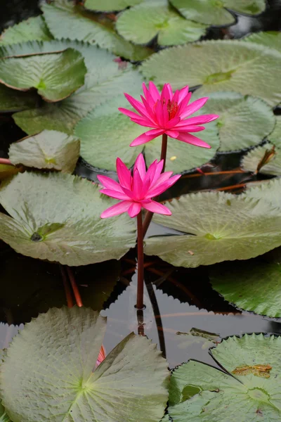 Flores de lótus rosa ou flores de lírio de água florescendo na lagoa — Fotografia de Stock