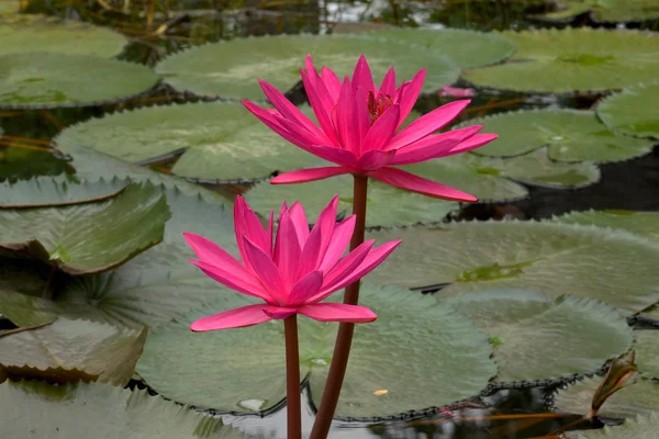 Pink lotus blossoms or water lily flowers blooming on pond — Stock Photo, Image