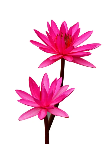 ピンクの蓮の花や咲く睡蓮花 wh 分離します。 — ストック写真