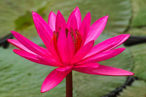 Flores de loto rosa o flores de lirio de agua que florecen en el estanque —  Fotos de Stock