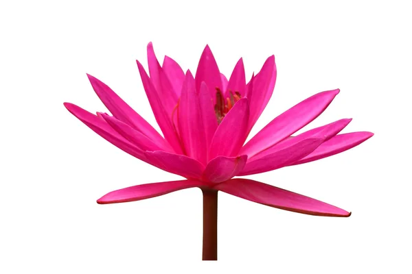 Fiori di loto rosa o fiori di giglio d'acqua che fioriscono isolati su wh — Foto Stock