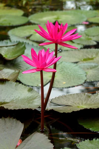 粉红色莲花盛开或池塘里的水中百合花开 — 图库照片