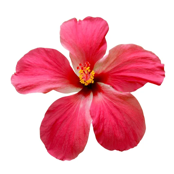 Rode hibiscus bloemen — Stockfoto