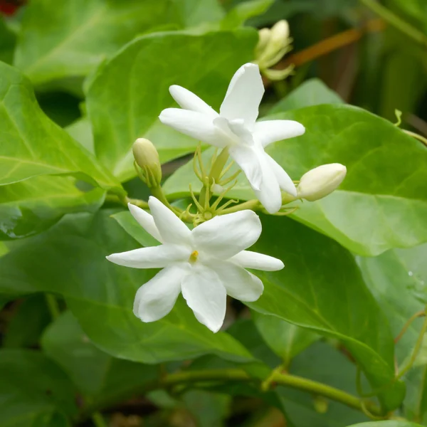 Beyaz Yasemin çiçeği (jasminum) — Stok fotoğraf