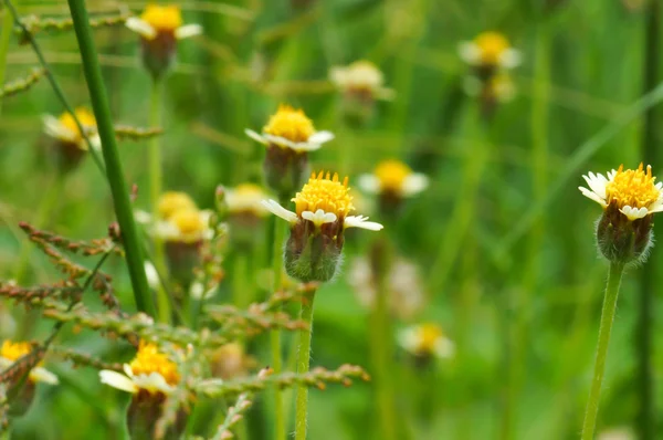 Margherita messicana (Tridax procumbens L .) — Foto Stock