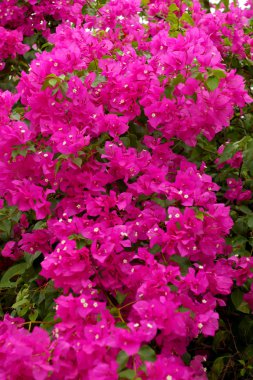 Bougainvillea çiçek