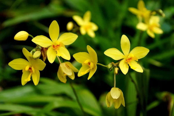 Orchideebloemen in het tropische regenwoud grond — Stockfoto