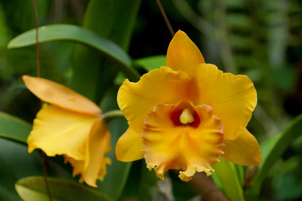 Orchidea gialla cattleya da vicino — Foto Stock