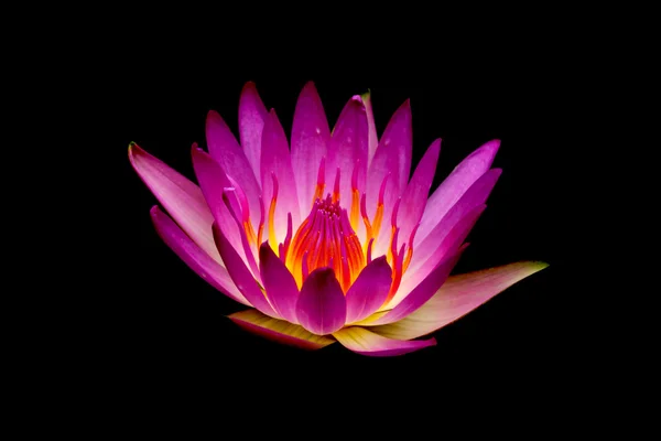 Flores de lótus rosa ou flores de lírio de água florescendo na lagoa — Fotografia de Stock