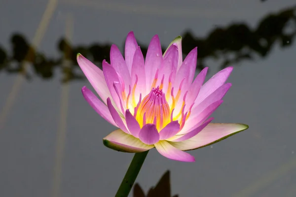 Pink lotus blossoms or water lily flowers blooming on pond — Stock Photo, Image