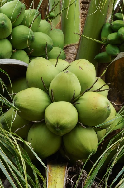 Coco verde na árvore — Fotografia de Stock