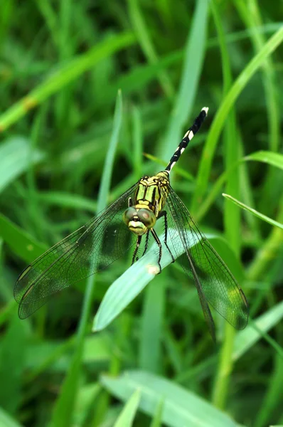 泰国蜻蜓目 （蜻蜓），lctinogomphus decoratus. — 图库照片